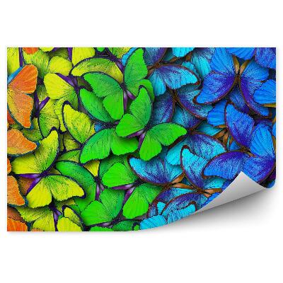 Decor fototapet Fluturi Curcubeu