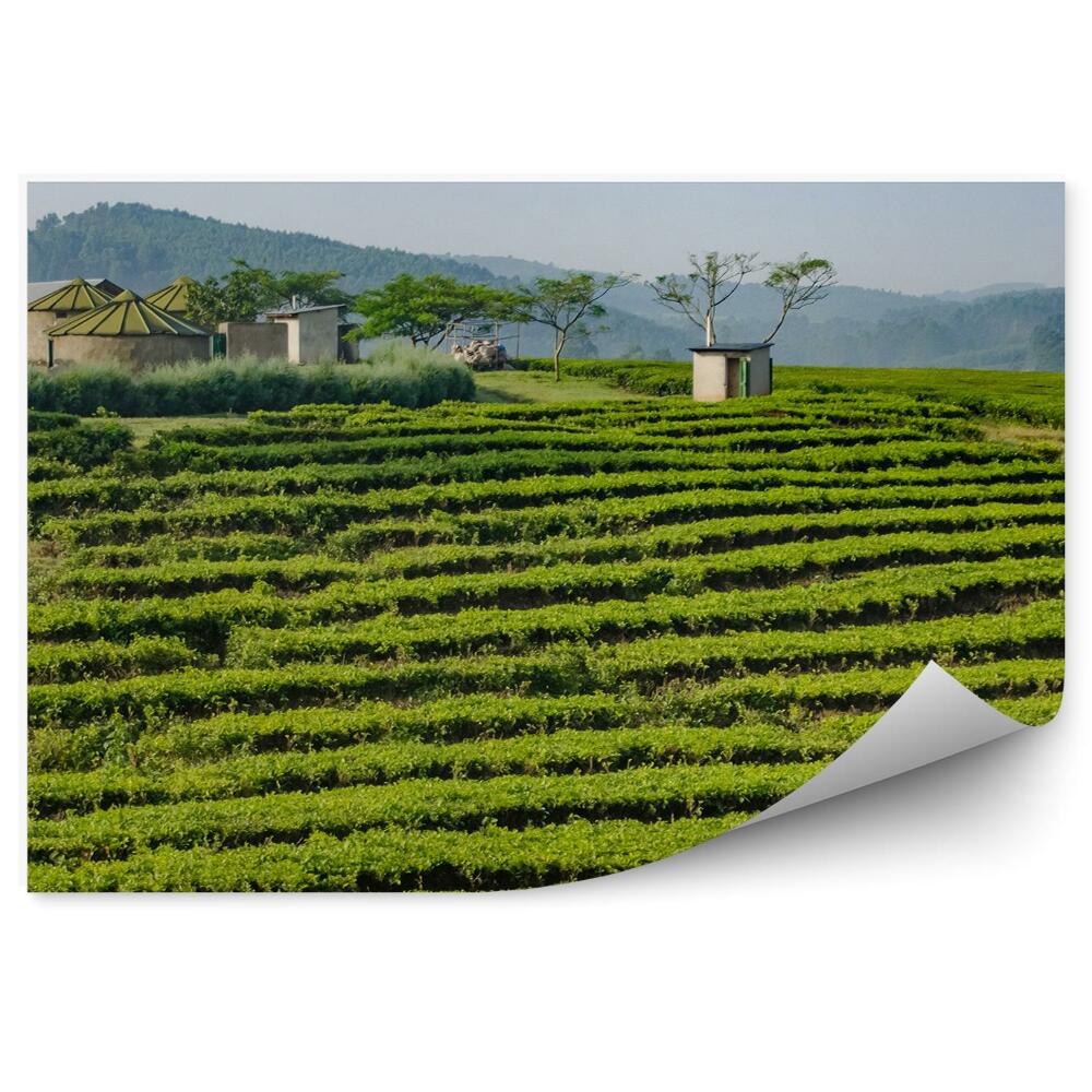 Fototapet Plantație de ceai Africa vegetație verde