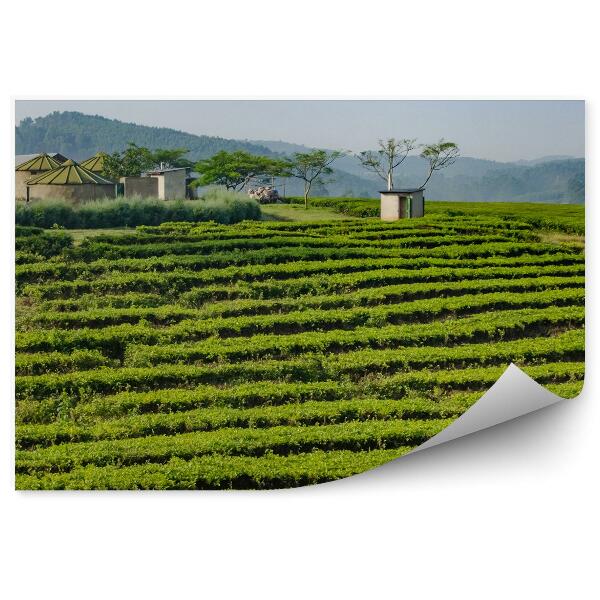 Fototapet Plantație de ceai Africa vegetație verde