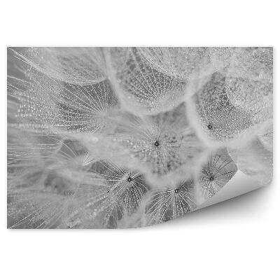 Fototapet Picătură de rouă de păpădie