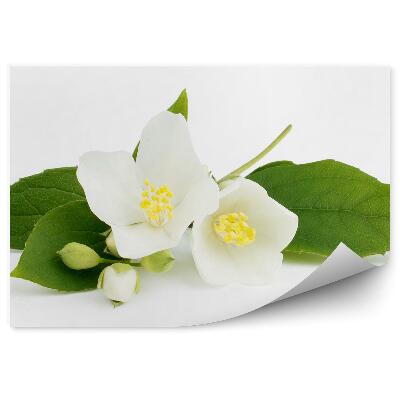 Fototapet pentru perete floare de iasomie