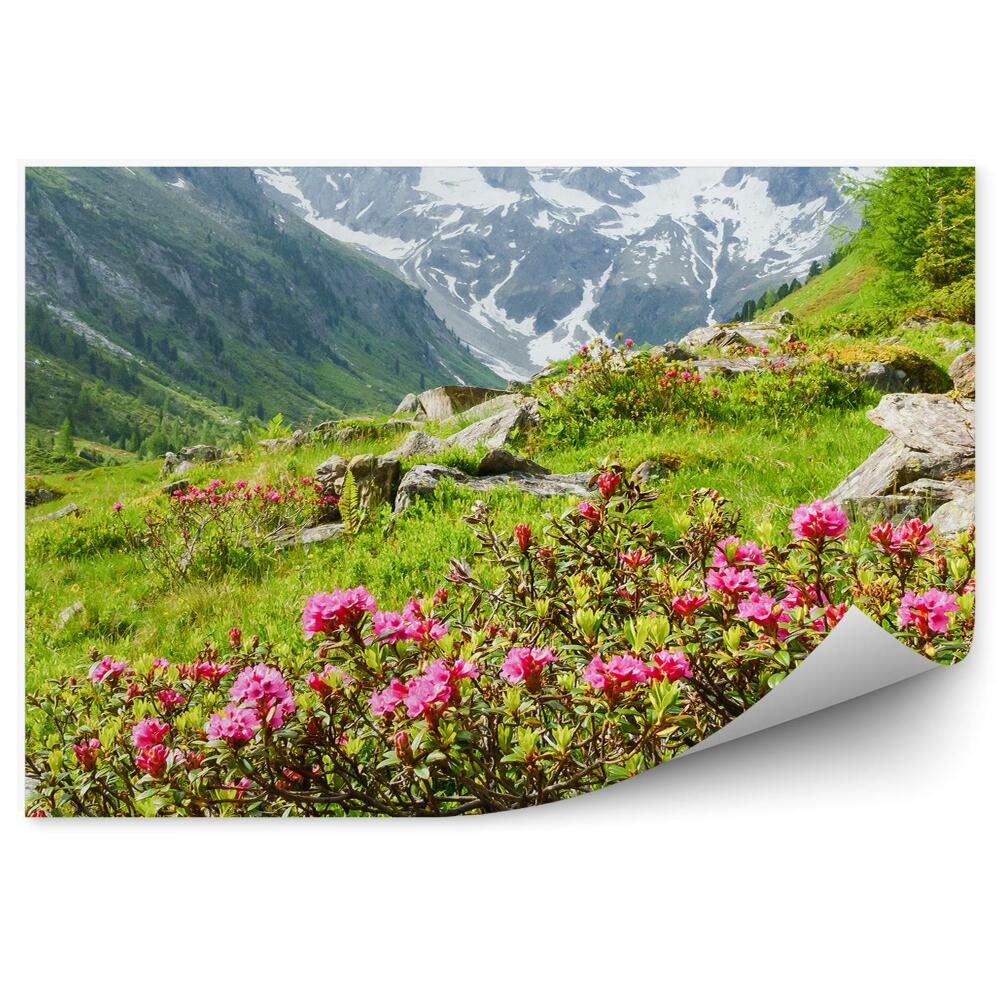 Decor fototapet Panoramă Alpi Munți Zăpadă Conifere Copaci Flori Plante Stânci