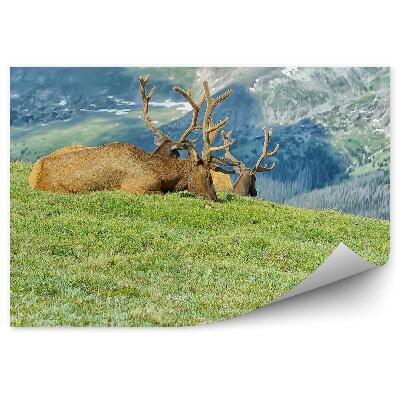 Fototapet Turma De Animale Odihnindu-Se În Munți, Poiană Și Iarbă