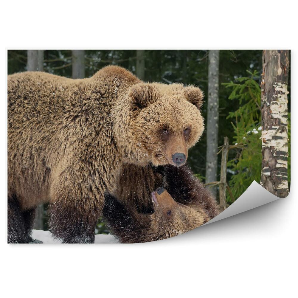 Fototapet vintage Ursul Grizzly Care Se Joacă În Zăpadă