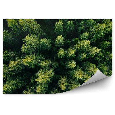 Fototapet Vedere De Sus A Pădurii De Pomi Verzi De Crăciun