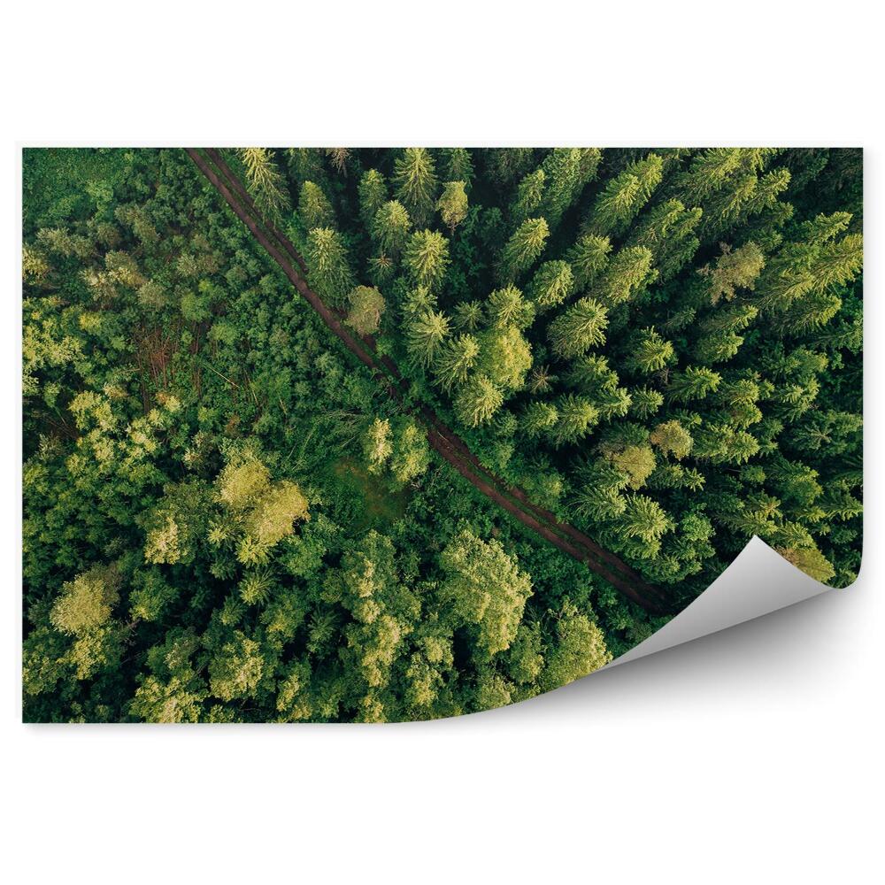 Fototapet perete Vedere Aeriană În Perspectivă A Copacilor Verzi