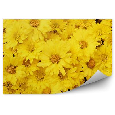 Fototapet Fundal de păpădie