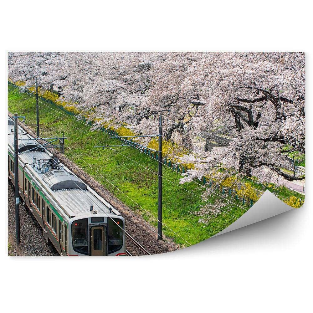 Fototapet vintage Căi de tren Japonia înfloriți de cireș natura