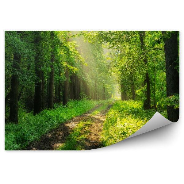 Decor fototapet Poteca Verde De Pădure