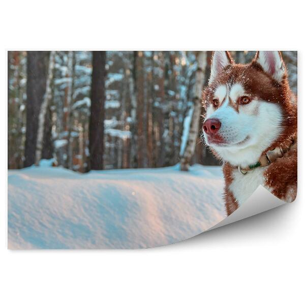 Fototapet perete Husky Siberian Haină Roșie Iarnă Pădure De Zăpadă