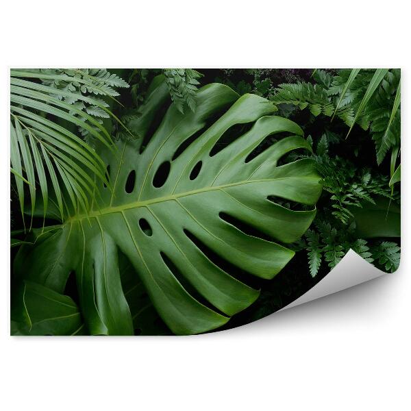 Decor fototapet Frunze Tropicale Verzi Ferigi De Palmier