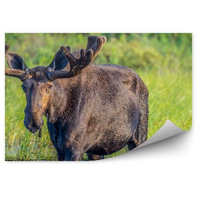 Decor fototapet Un Elan Vad În Apă
