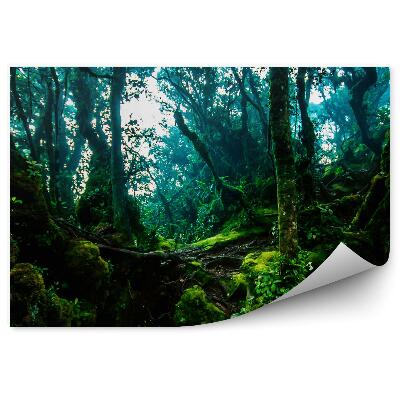 Fototapet vintage Traseu Junglă Cu Copaci Verzi Groși