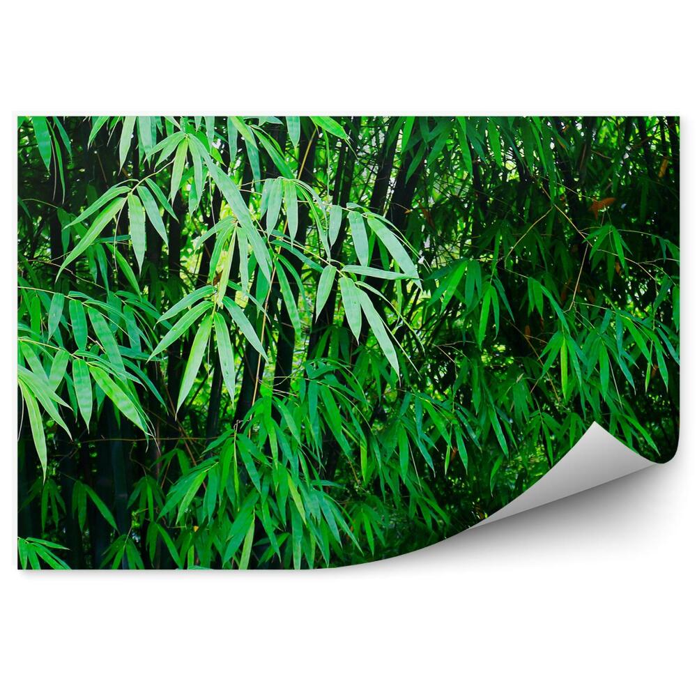 Fototapet perete China Frunze De Bambus Verde Pădure