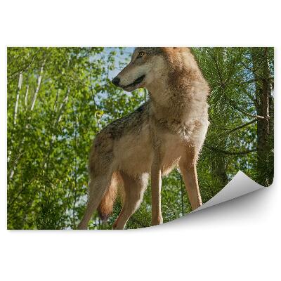 Fototapet perete Lup Pe O Stâncă Pădure Copaci