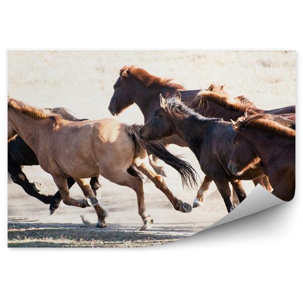 Fototapet perete Turma De Cai În Galop, Maro Negru, Pe Câmpul De Iarbă