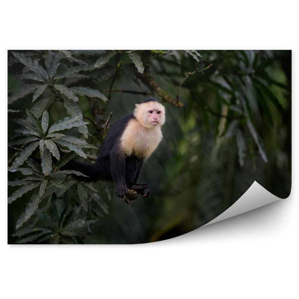 Fototapet vintage White-faced Capuchin