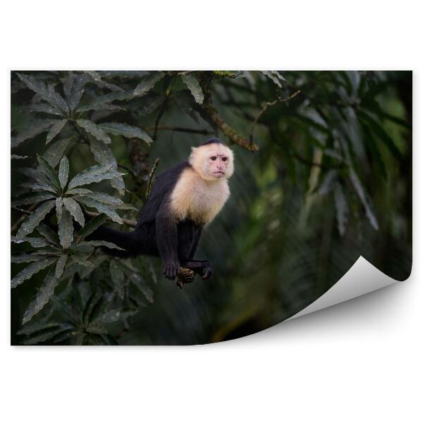 Fototapet vintage White-faced Capuchin