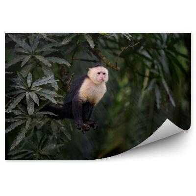 Fototapet vintage White-faced Capuchin