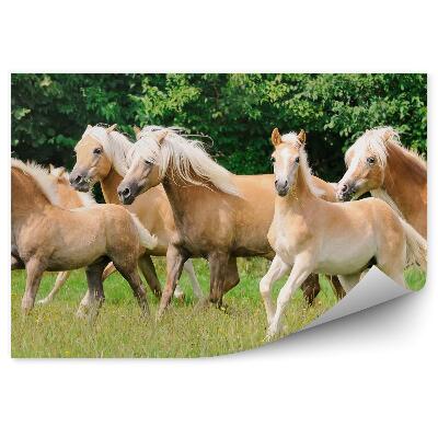 Fototapet pentru perete Iepele Mânji Turma Copaci Lumini