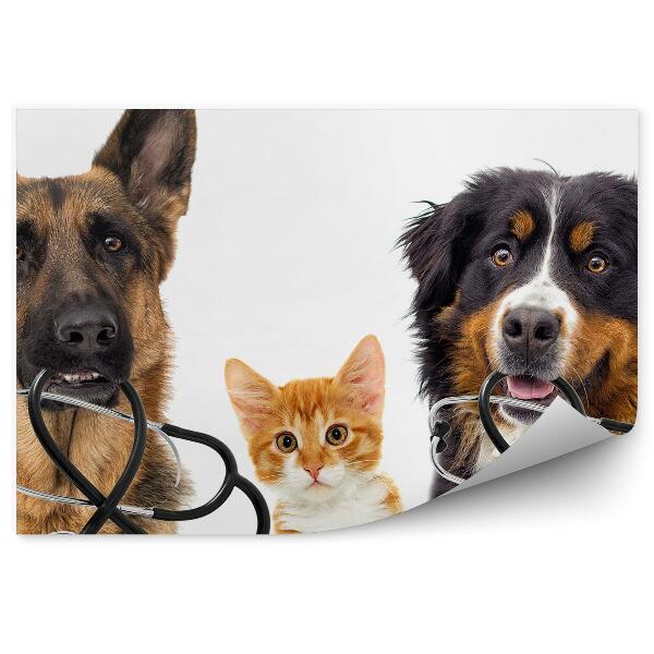 Decor fototapet Câini Și Pisici Doctor Funny Fotografie Fundal Alb