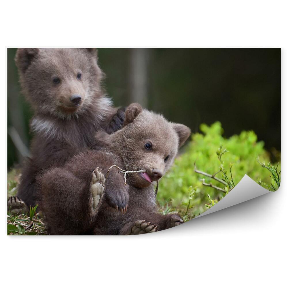 Fototapet pentru perete Pui De Urs Tineri În Pădure