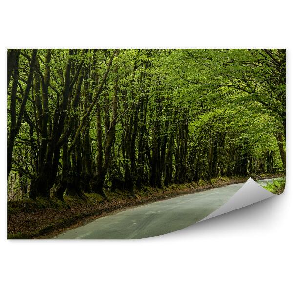 Fototapet perete Drum Gri Printre Copaci, Pădure Și Verde