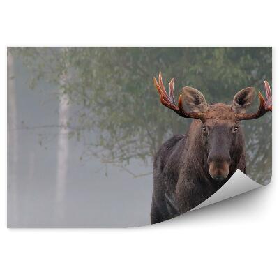 Fototapet perete Elan Mascul În Ceață De Toamnă