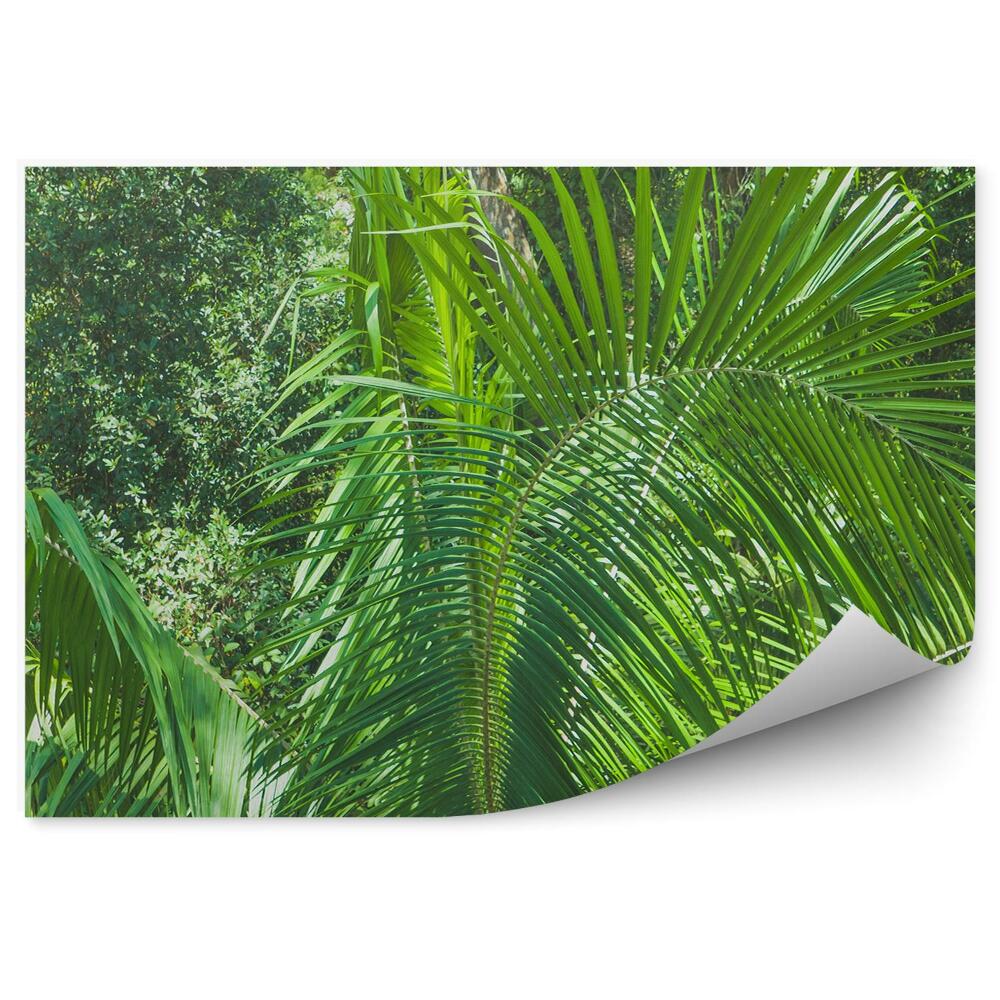 Fototapet perete Junglea Tropicală Lasă Plantele Naturii