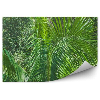 Fototapet perete Junglea Tropicală Lasă Plantele Naturii