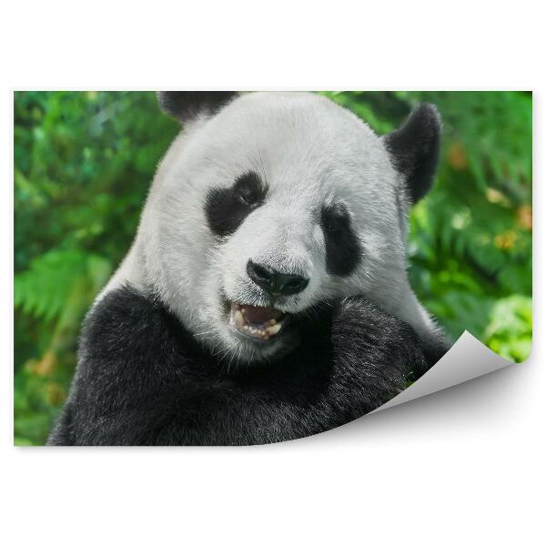 Fototapet Mâncând Panda