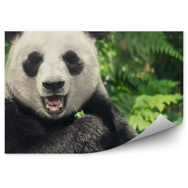 Decor fototapet Panda Chinezesc