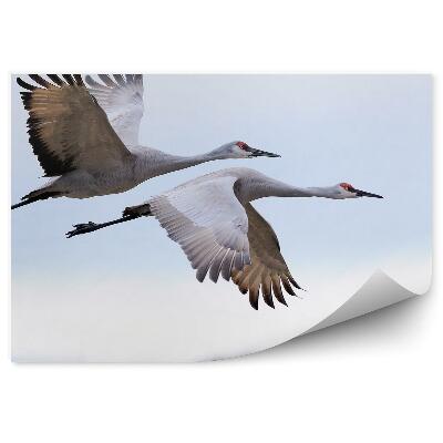 Fototapet Macarale Zburătoare