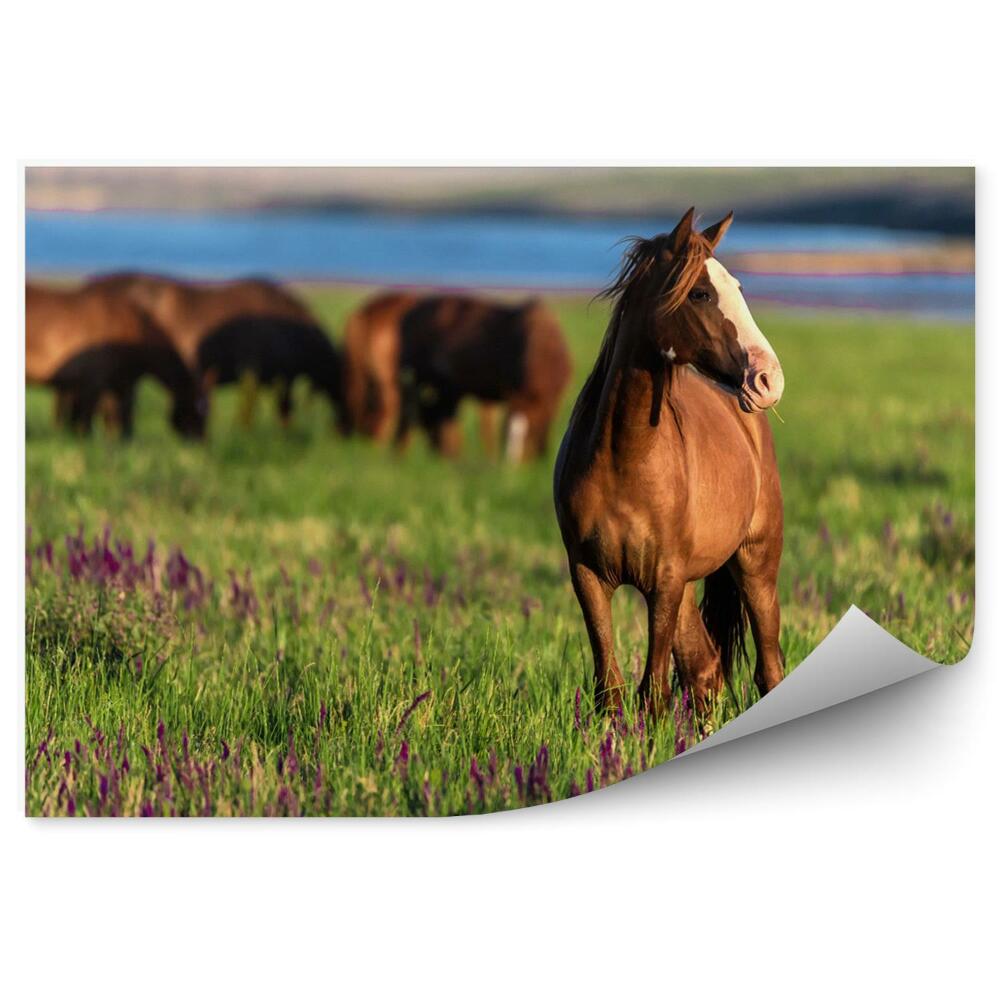 Fototapet pentru perete Horse in the meadow