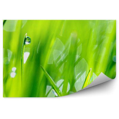 Fototapet perete Iarbă Cu Picături Ușoare De Rouă