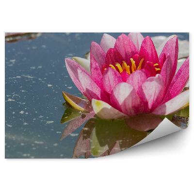 Fototapet vintage Frunze roz de nufăr