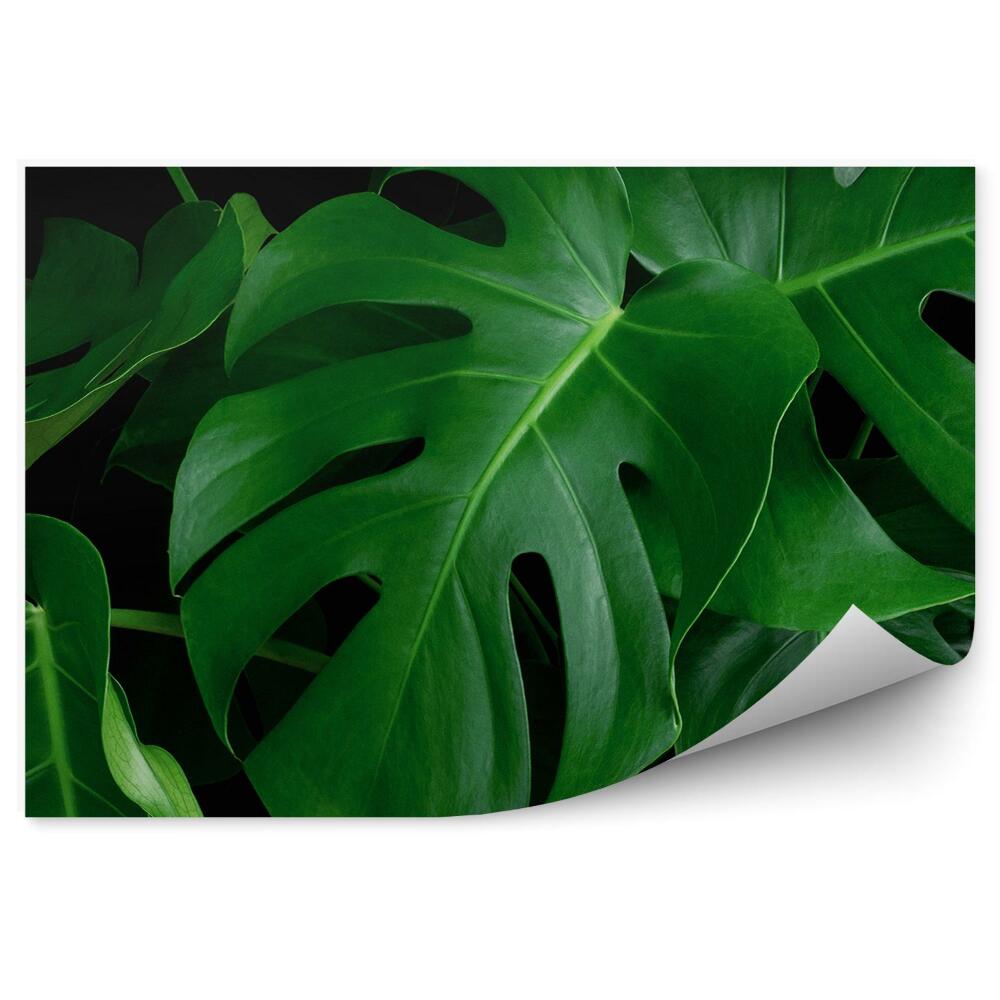 Fototapet perete Fundal Negru Cu Frunze De Monstera Verde Exotic