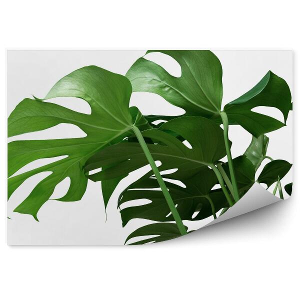 Fototapet vintage Monstera Frunze Plantă Ornamentală Tropicală