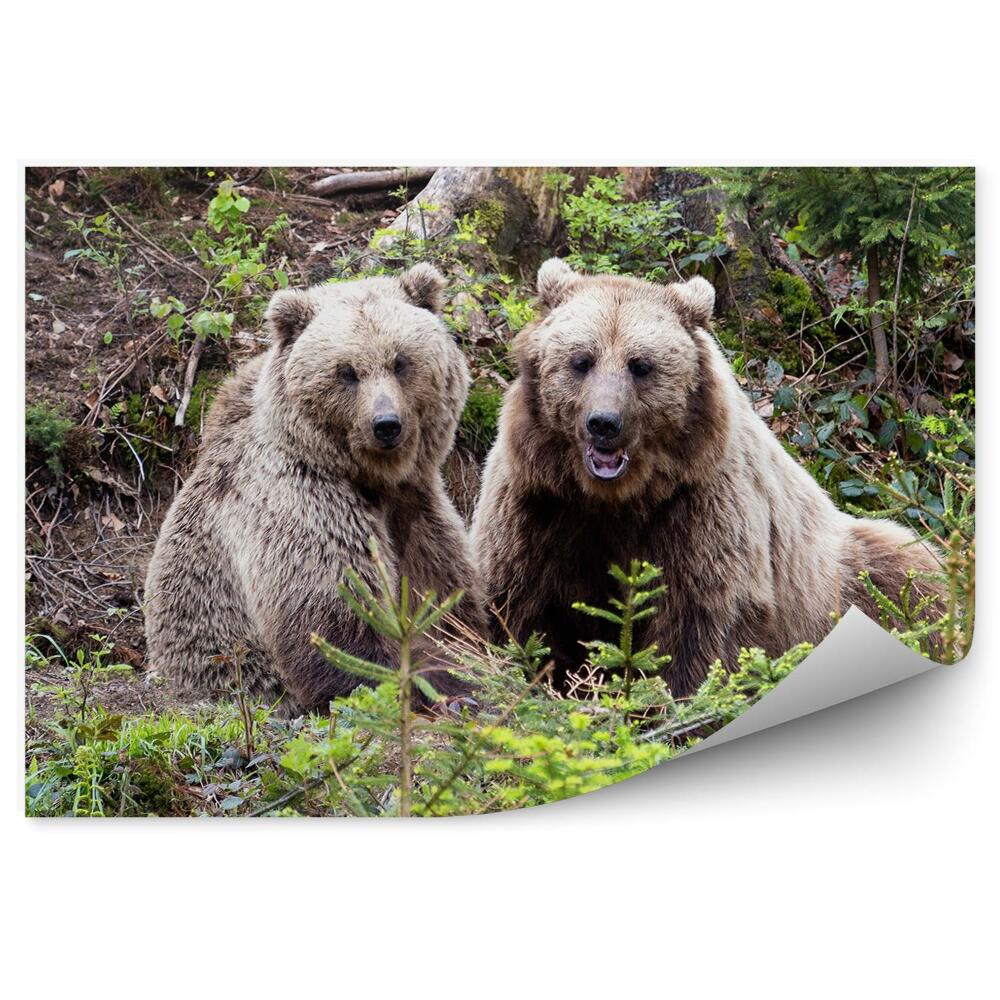 Fototapet perete Doi Urși În Pădure