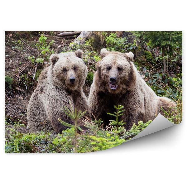 Fototapet perete Doi Urși În Pădure