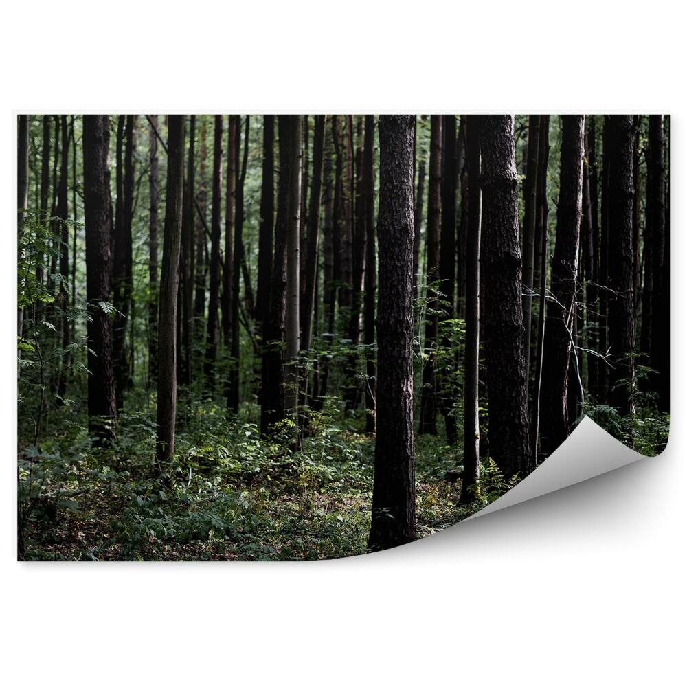 Fototapet pentru perete Pădure Verde Închis
