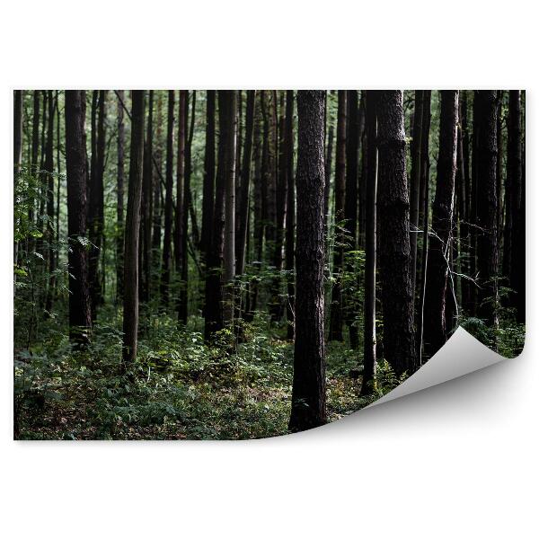 Fototapet pentru perete Pădure Verde Închis