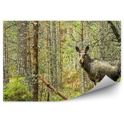 Fototapet pentru perete Elan Într-O Pădure Cu Muşchi