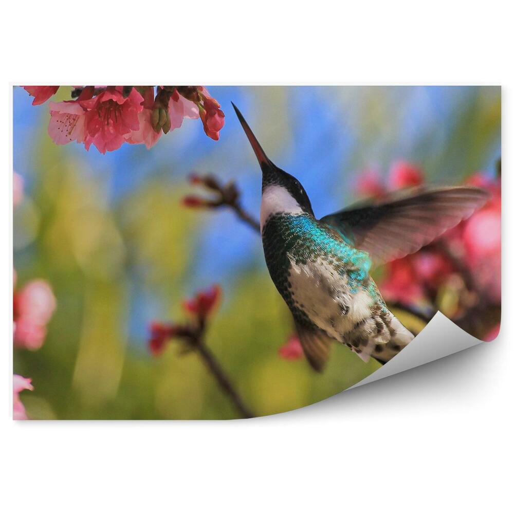 Fototapet vintage Înflorire Copac Pasăre Colibri Zbor Closeup