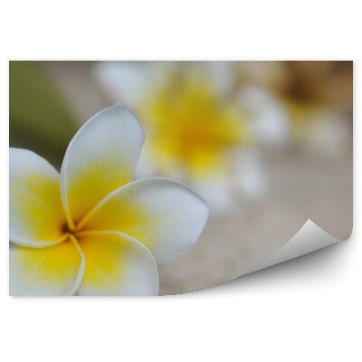 Fototapet perete Fond de nisip cu flori tropicale de plumeria