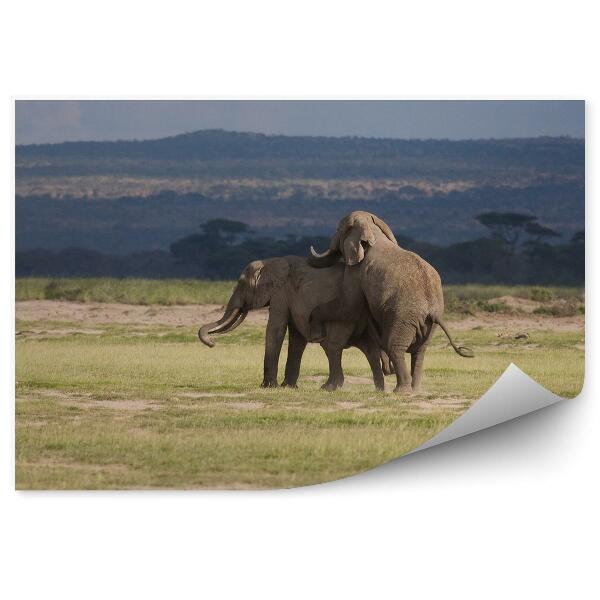 Decor fototapet O Pereche De Elefanți Africani În Savană