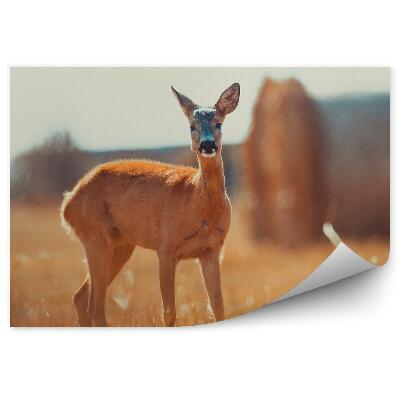 Decor fototapet Căprioare Pe Câmp