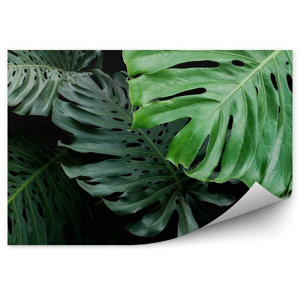 Decor fototapet Frunze Tropicale Model Exotic