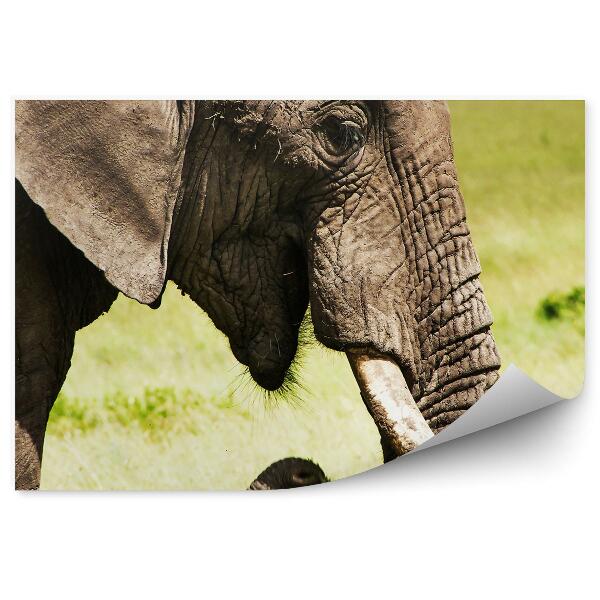 Fototapet Elefant African Pe Fundalul Unui Prim Plan Al Savanei