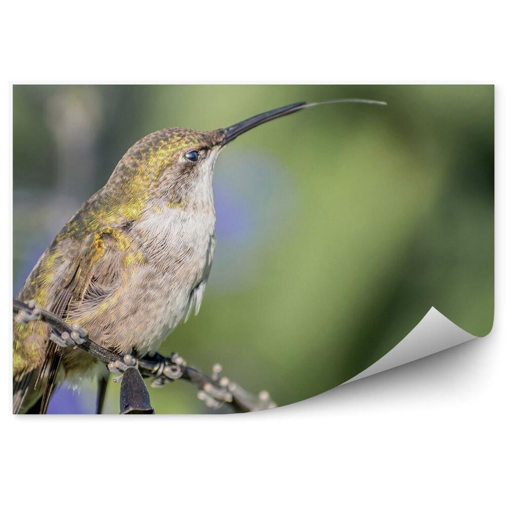 Fototapet pentru perete Zi Însorită Pasăre Colibri Animal Cadru Apropiat